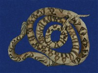 藏品(高砂蛇)的圖片